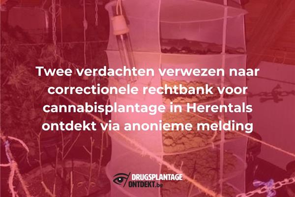 Herentals - Twee verdachten verwezen naar correctionele rechtbank voor cannabisplantage in Herentals ontdekt via anonieme melding